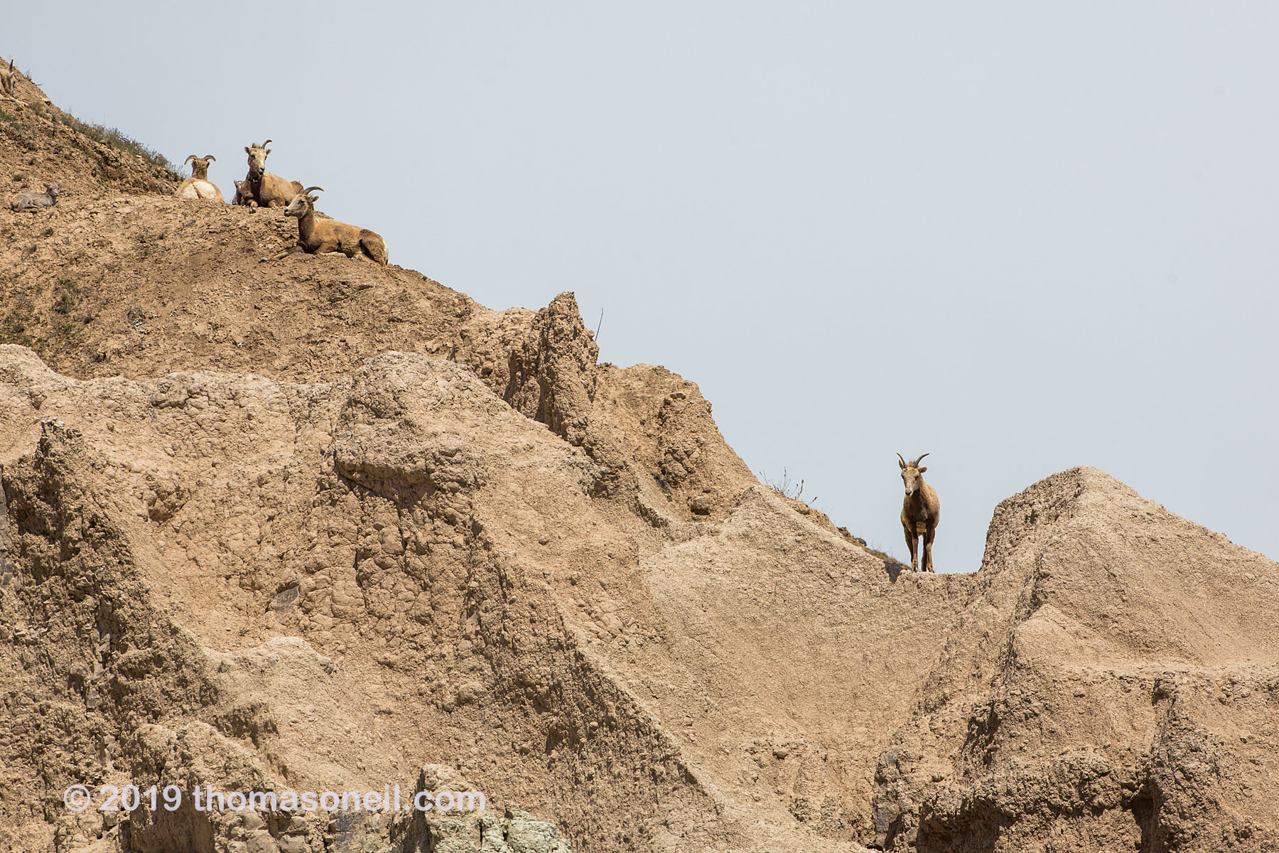 Bighorns on the peak above Ancient Hunters Overlook, Badlands National Park.  Click for next photo.