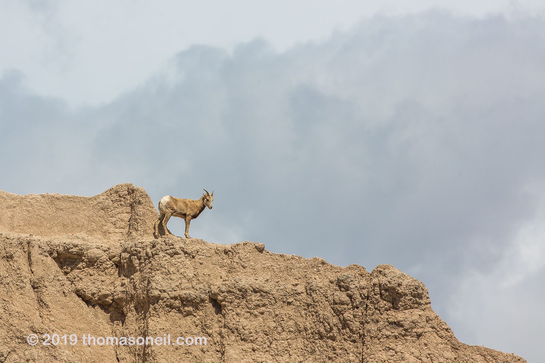Bighorn on the peak above Ancient Hunters Overlook, Badlands National Park.  Click for next photo.
