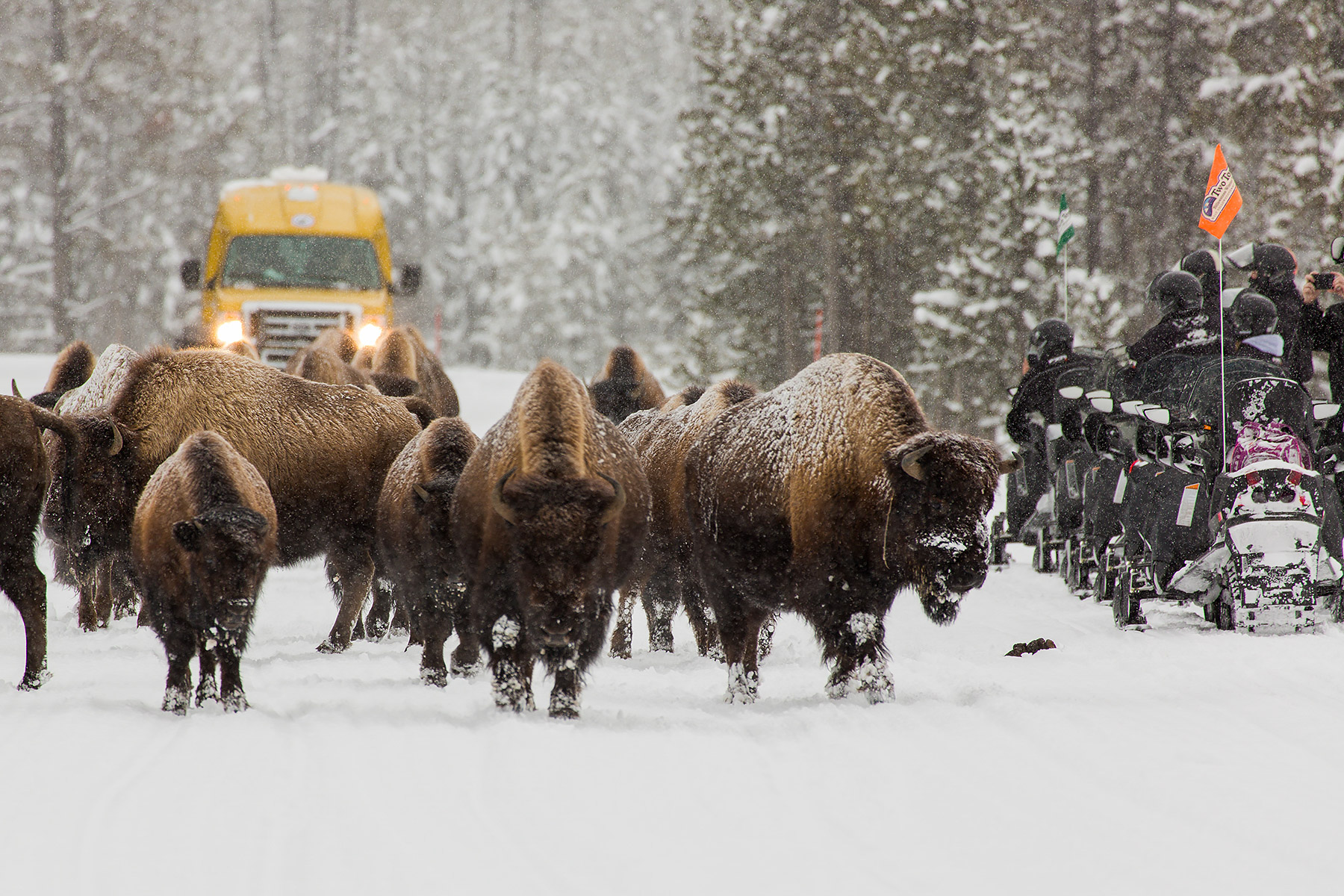 Bison on the road, Yellowstone National Park.  Click for next photo.
