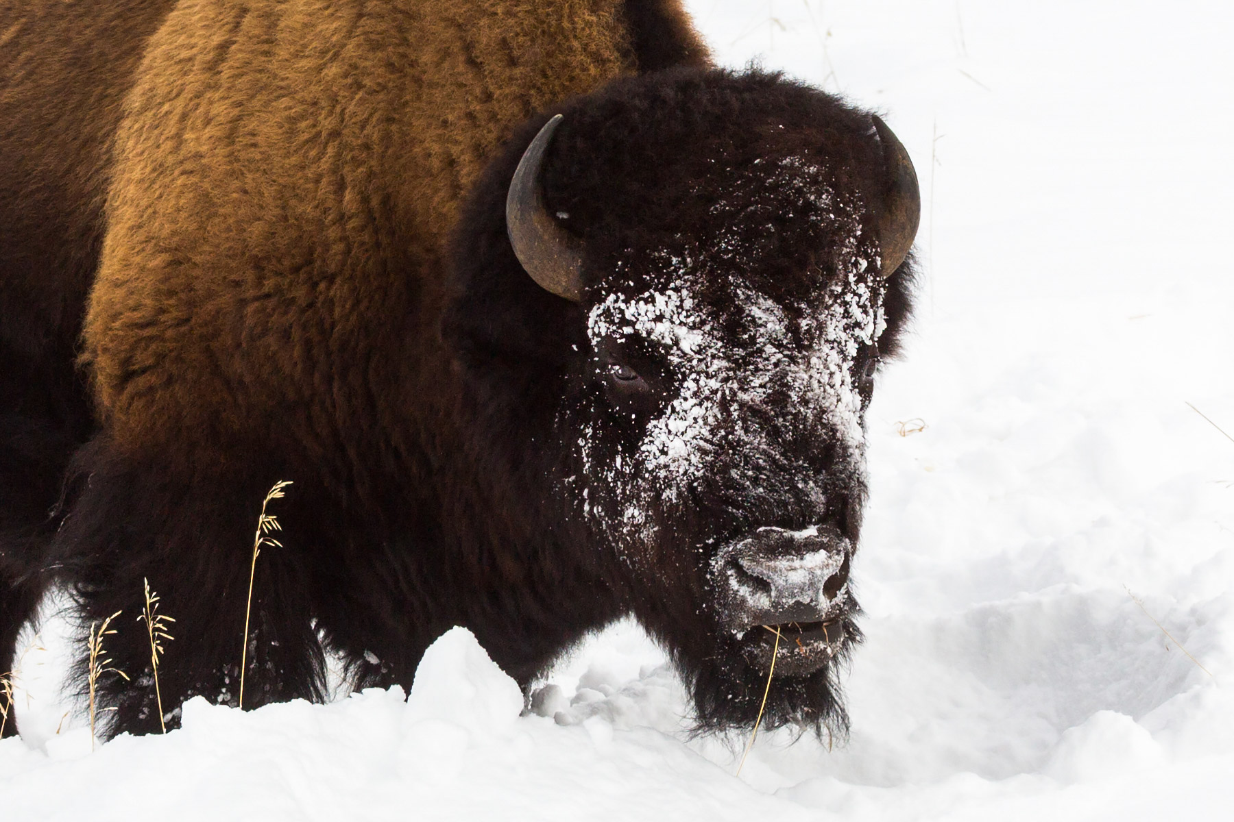 Bison, between Mammoth and Tower, Yellowstone National Park.  Click for next photo.