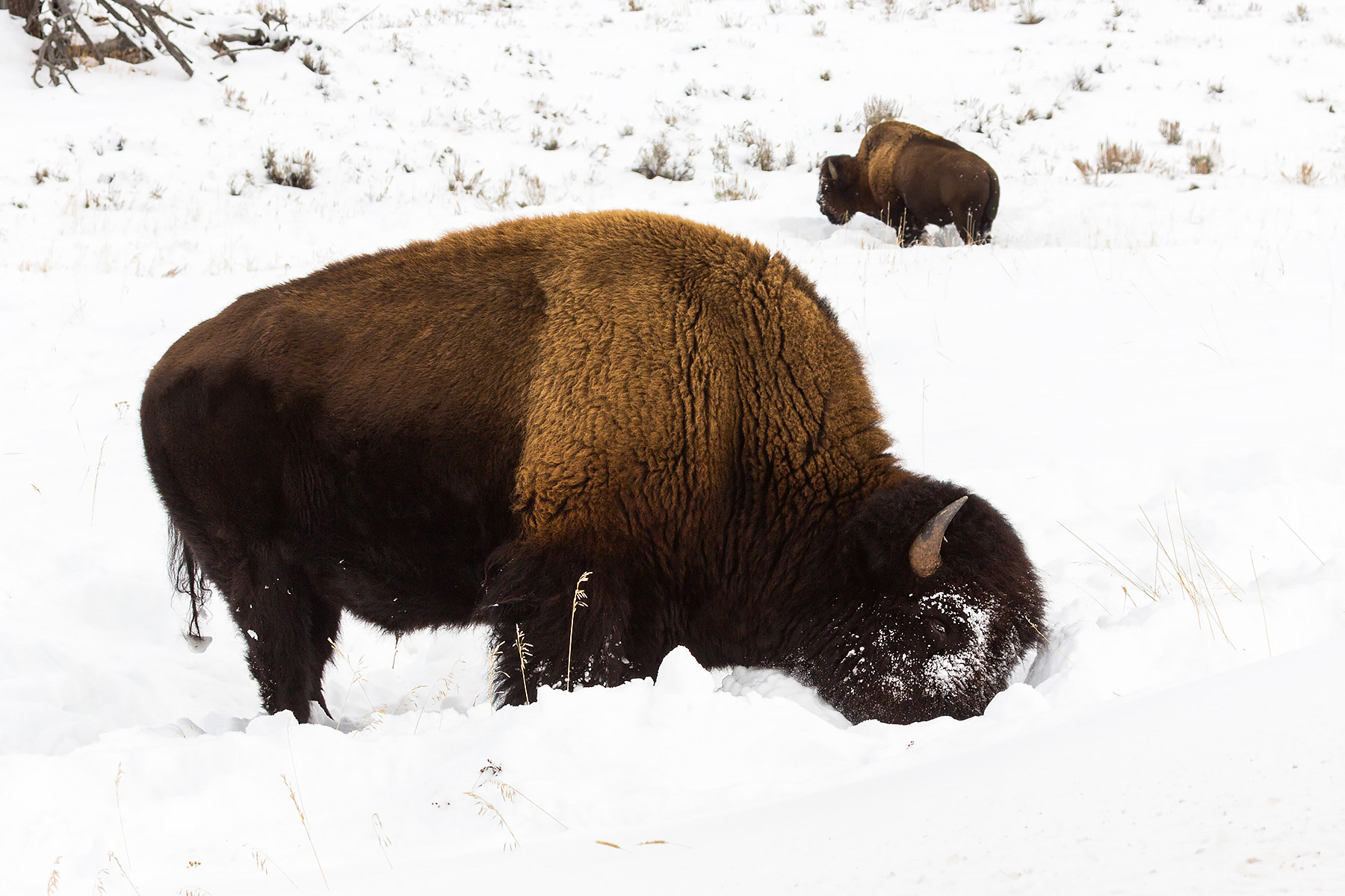 Bison sweeps snow with his head, between Mammoth and Tower, Yellowstone National Park.  Click for next photo.
