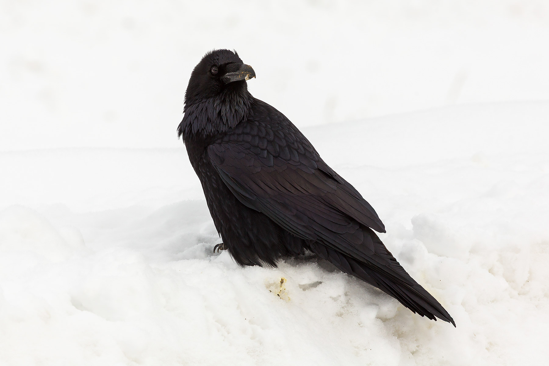Raven, Tower-Roosevelt area, Yellowstone National Park.  Click for next photo.