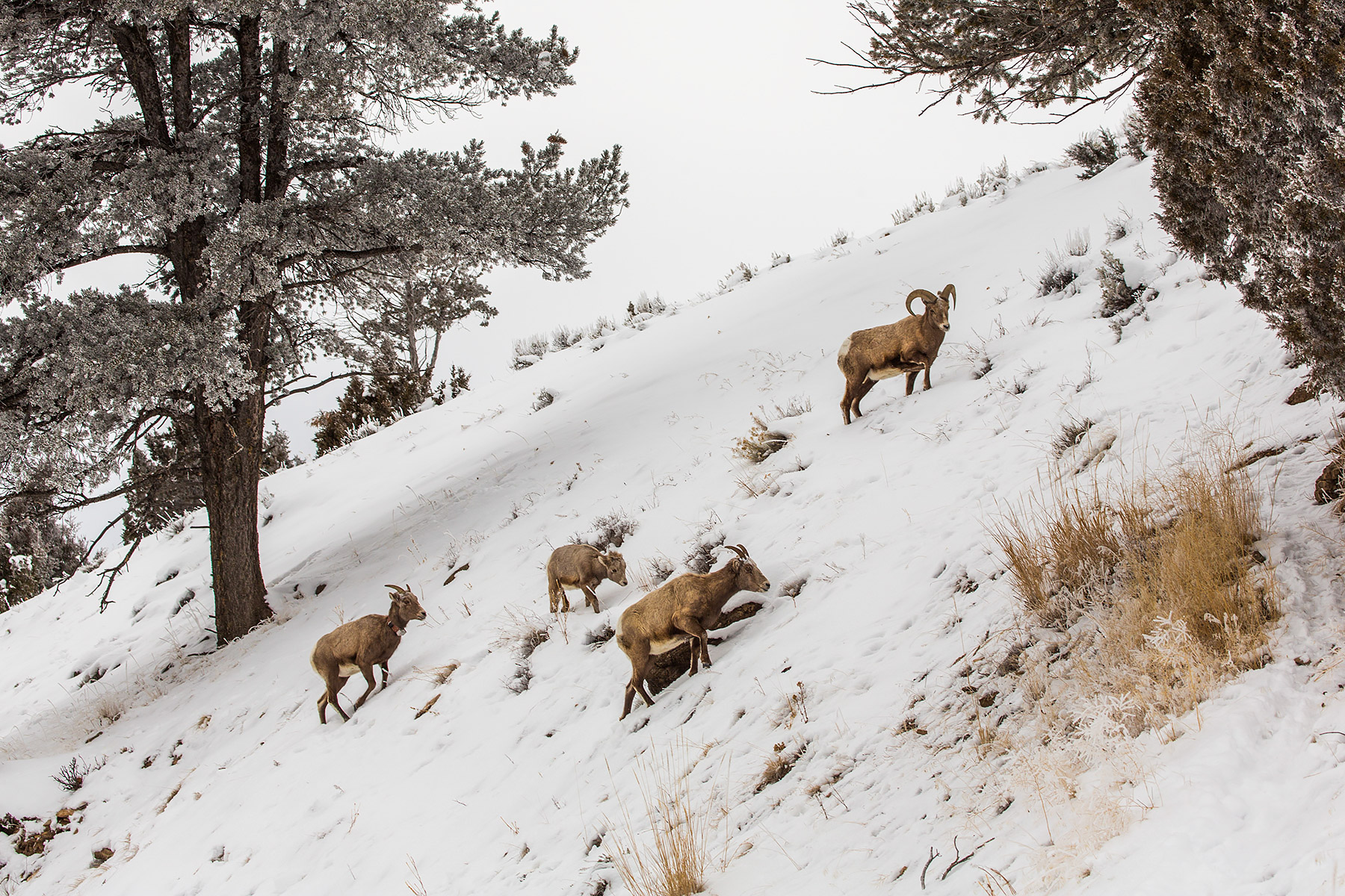 Bighorns in the Lamar Valley, Yellowstone National Park.  One ram, two ewes (one with locator collar), and one lamb.  Click for next photo.