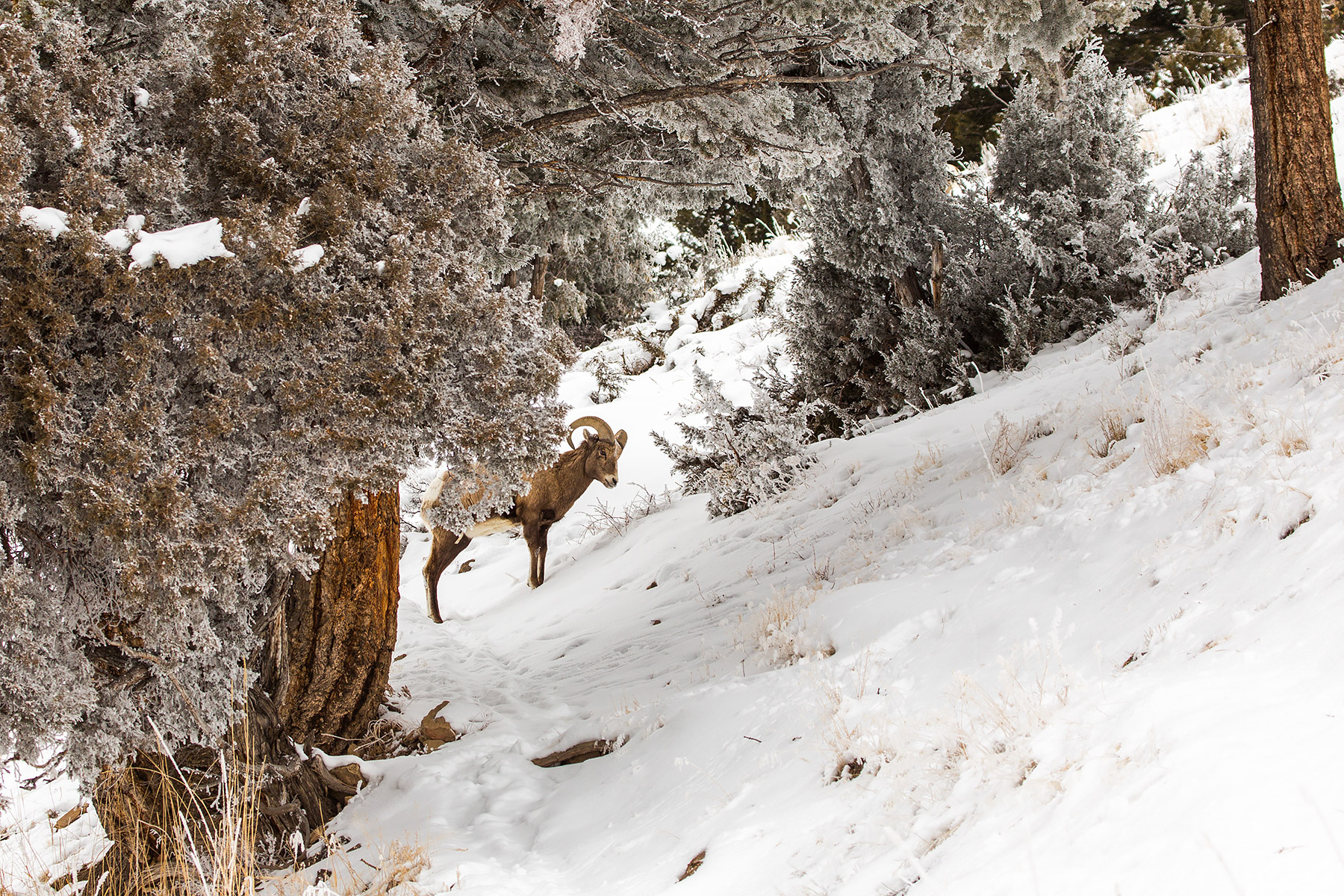 Bighorn in the Lamar Valley, Yellowstone National Park.  Click for next photo.