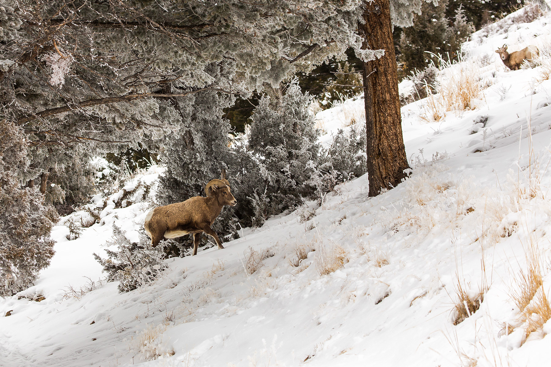 Bighorn in the Lamar Valley, Yellowstone National Park.  Click for next photo.