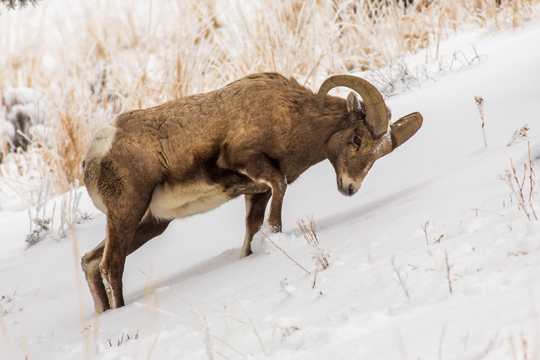 Bighorn digs through the snow to reach grass, Lamar Valley, Yellowstone National Park.  Click for next photo.