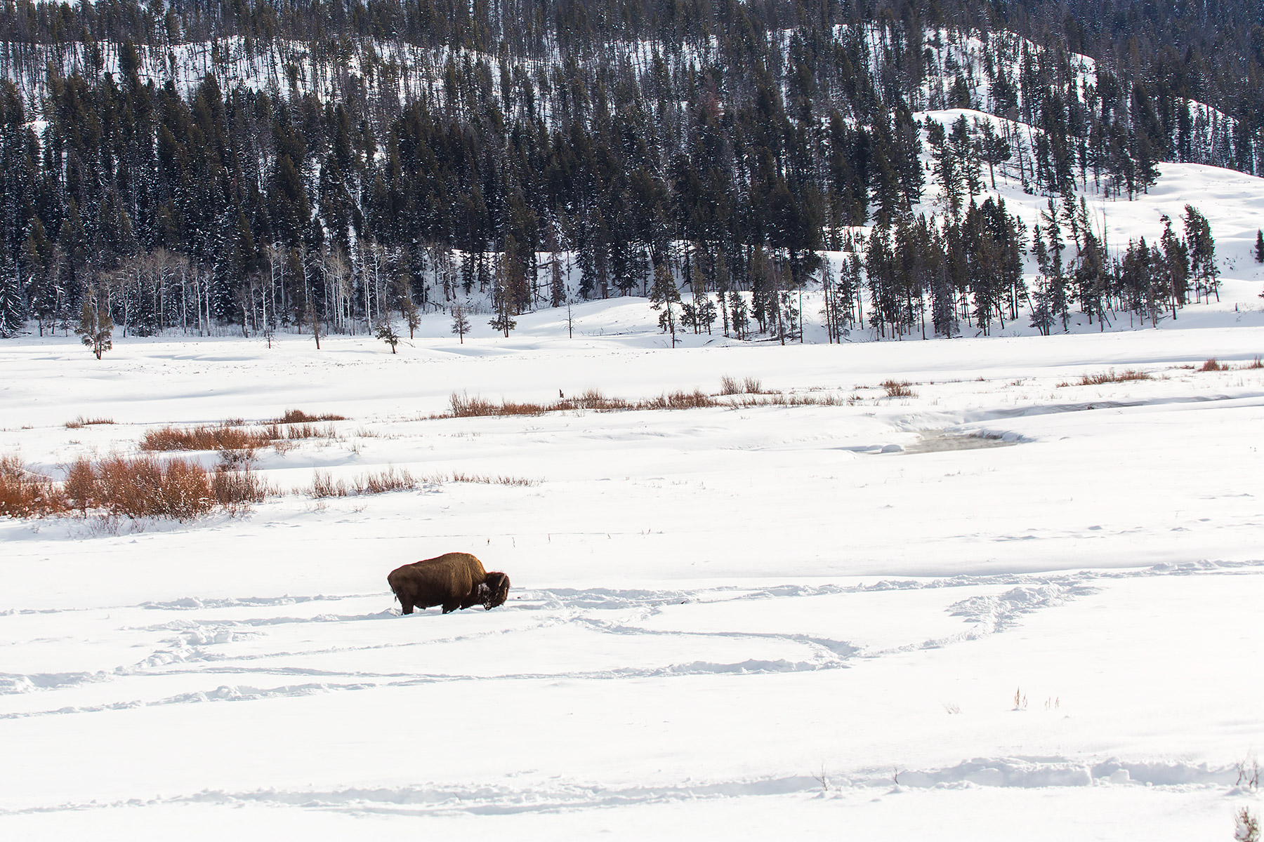 Bison in the Lamar Valley, Yellowstone National Park.  Click for next photo.