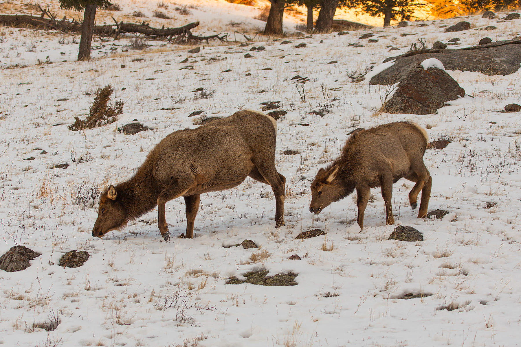 Elk near Mammoth Hot Springs, Yellowstone National Park.  Photo by Susan Pilaszewski-ONeil with my camera.  Click for next photo.