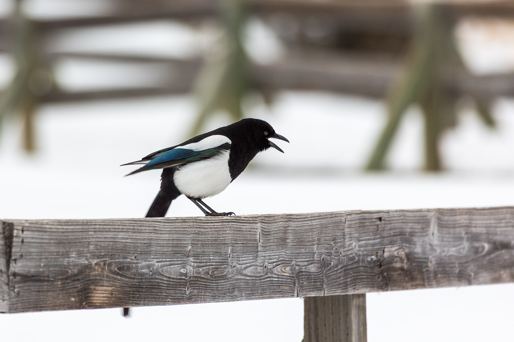 Magpie, Mammoth Hot Springs, Yellowstone National Park.  Click for next photo.