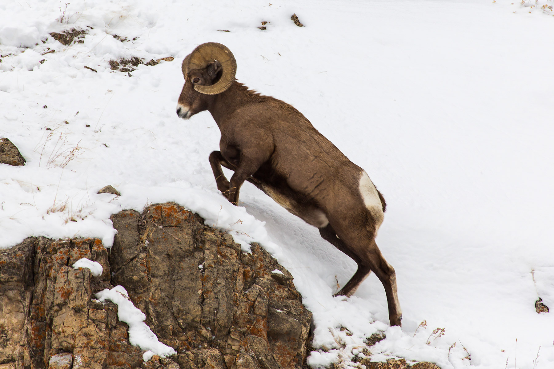 Bighorn in the Lamar Valley, Yellowstone National Park.  Click for next photo.