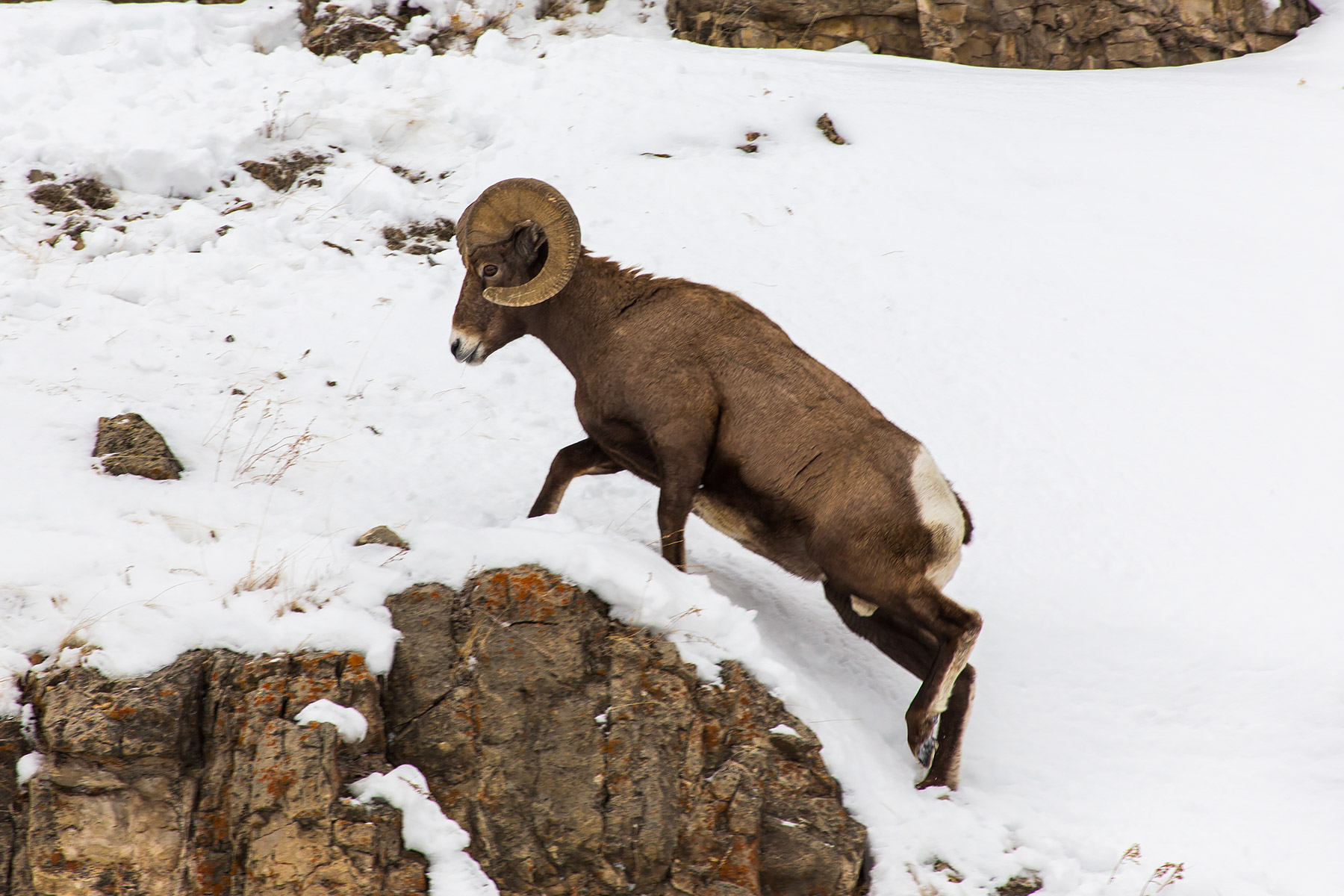 Bighorn in the Lamar Valley, Yellowstone National Park.  Click for next photo.