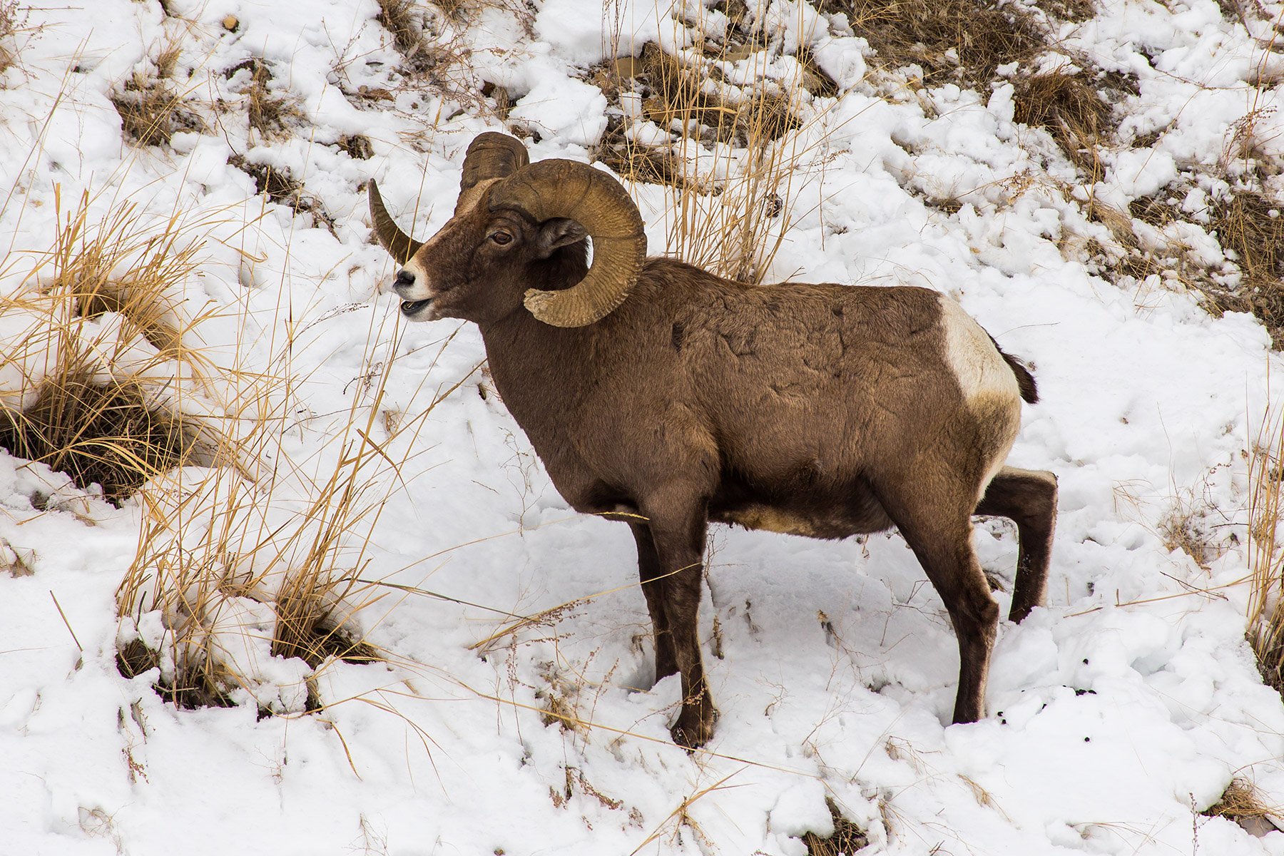 Bighorn in the Lamar Valley, Yellowstone National Park.  Click for next photo.
