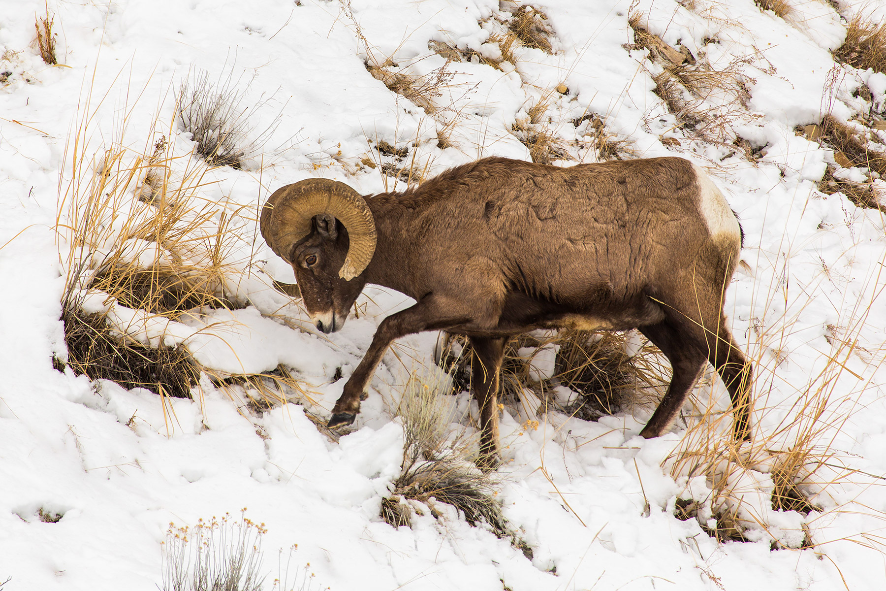 Bighorn paws through snow to uncover grass, Lamar Valley, Yellowstone National Park.  Click for next photo.
