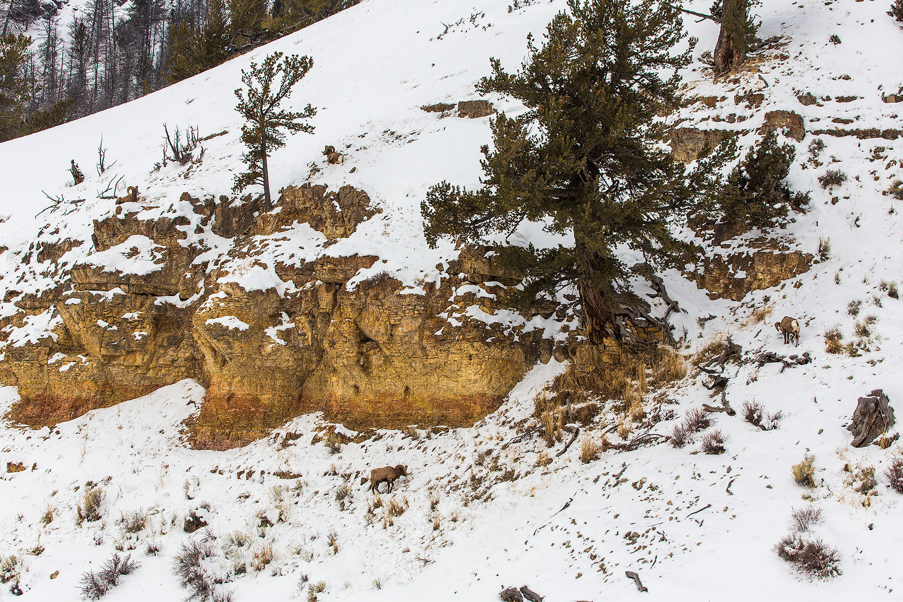 Wheres Waldo?  See if you can spot the four bighorns in this image, Lamar Valley, Yellowstone National Park.  Click for next photo.