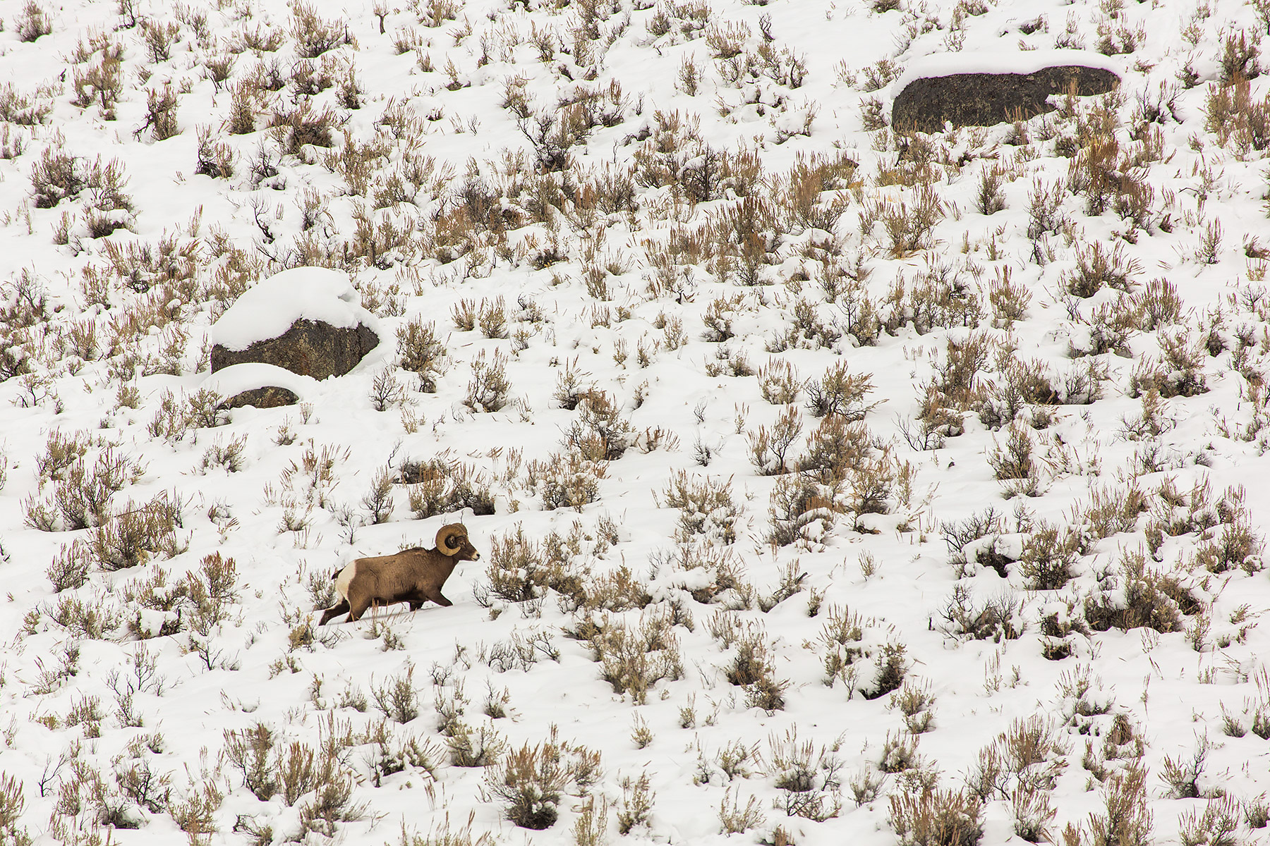Bighorn between Mammoth and Tower, Yellowstone National Park.  Click for next photo.