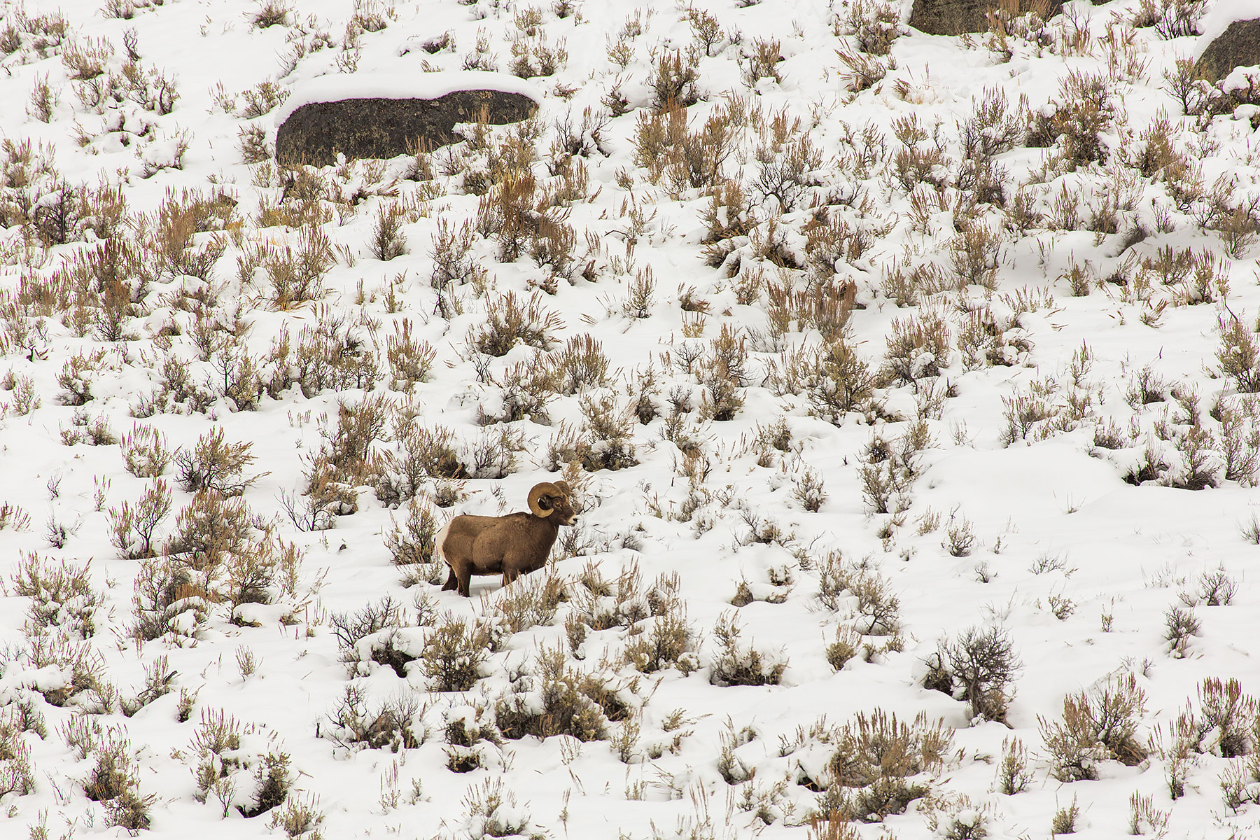 Bighorn between Mammoth and Tower, Yellowstone National Park.  Click for next photo.