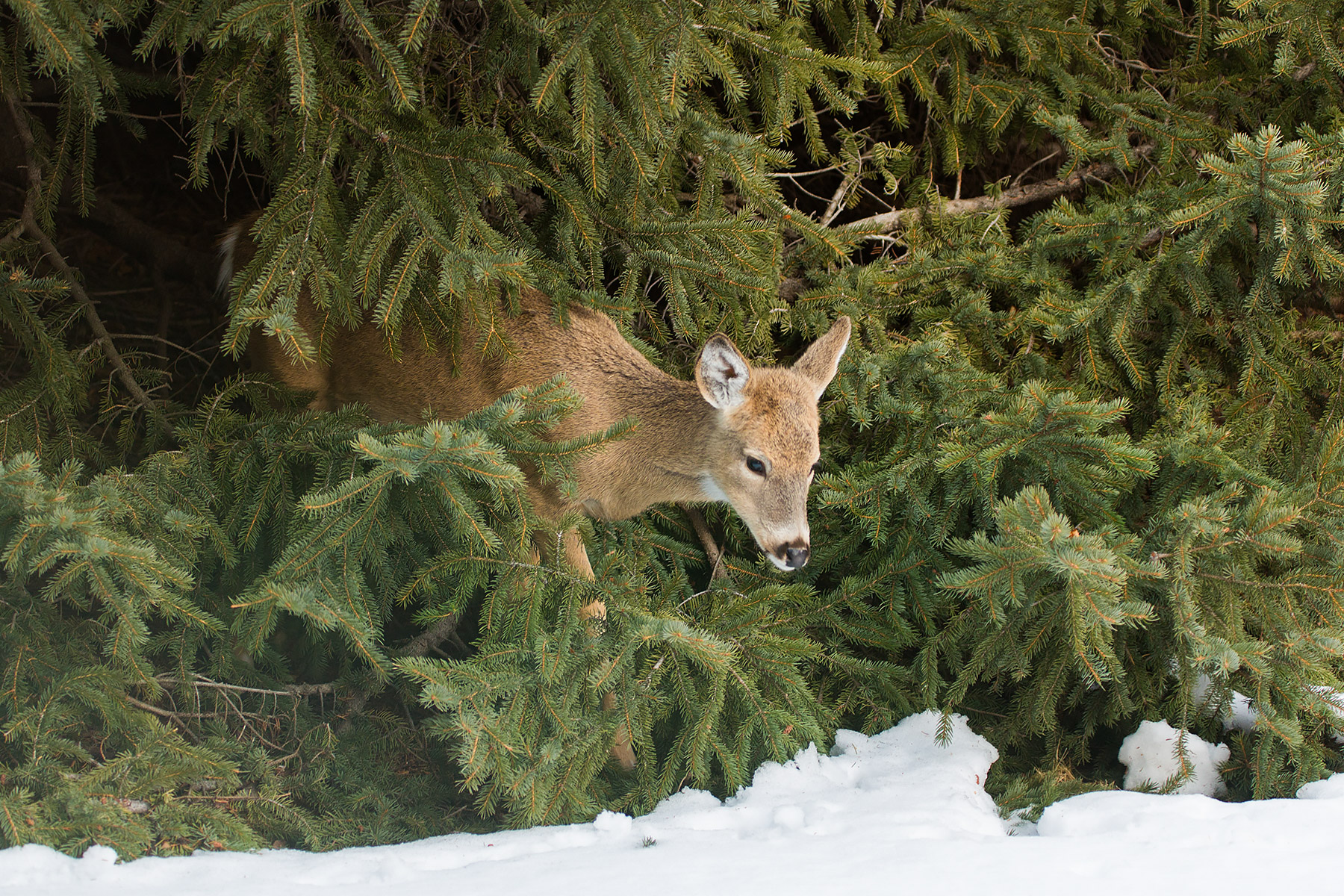 Deer hiding in residential spruce tree, Red Lodge, MT.  Click for next photo.