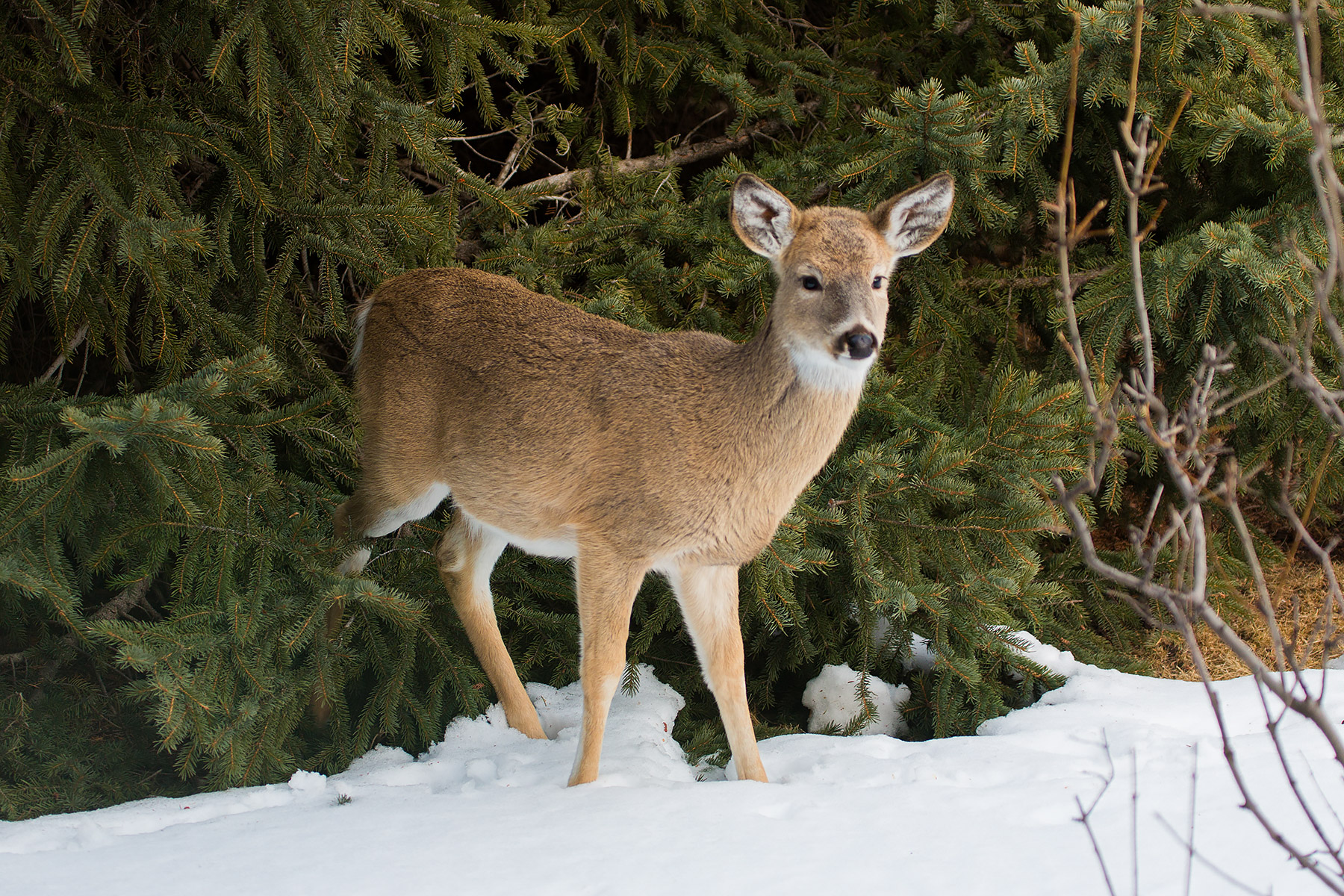 Deer hiding in residential spruce tree, Red Lodge, MT.  Click for next photo.