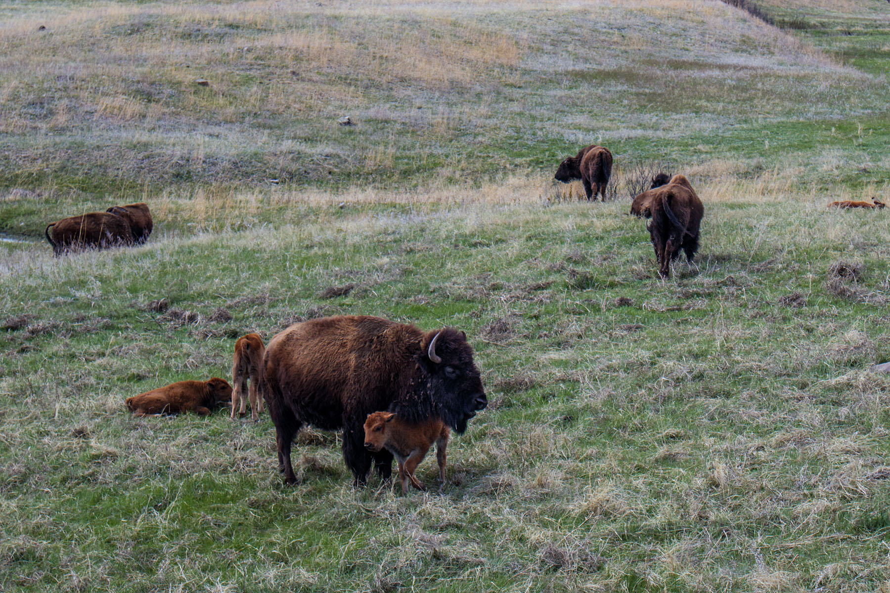 Bison calf finding shelter, Custer State Park.  Click for next photo.