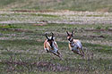 The old pronghorn buck (left) chases a member of its herd, Custer State Park, May 2019.