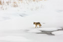 Coyote on the frozen Madison River, Yellowstone National Park.