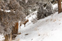 Bighorn in the Lamar Valley, Yellowstone National Park.