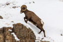 Bighorn in the Lamar Valley, Yellowstone National Park.