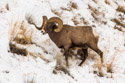 Bighorn in the Lamar Valley, Yellowstone National Park.