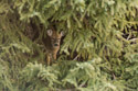 Deer hiding in residential spruce tree, Red Lodge, MT.