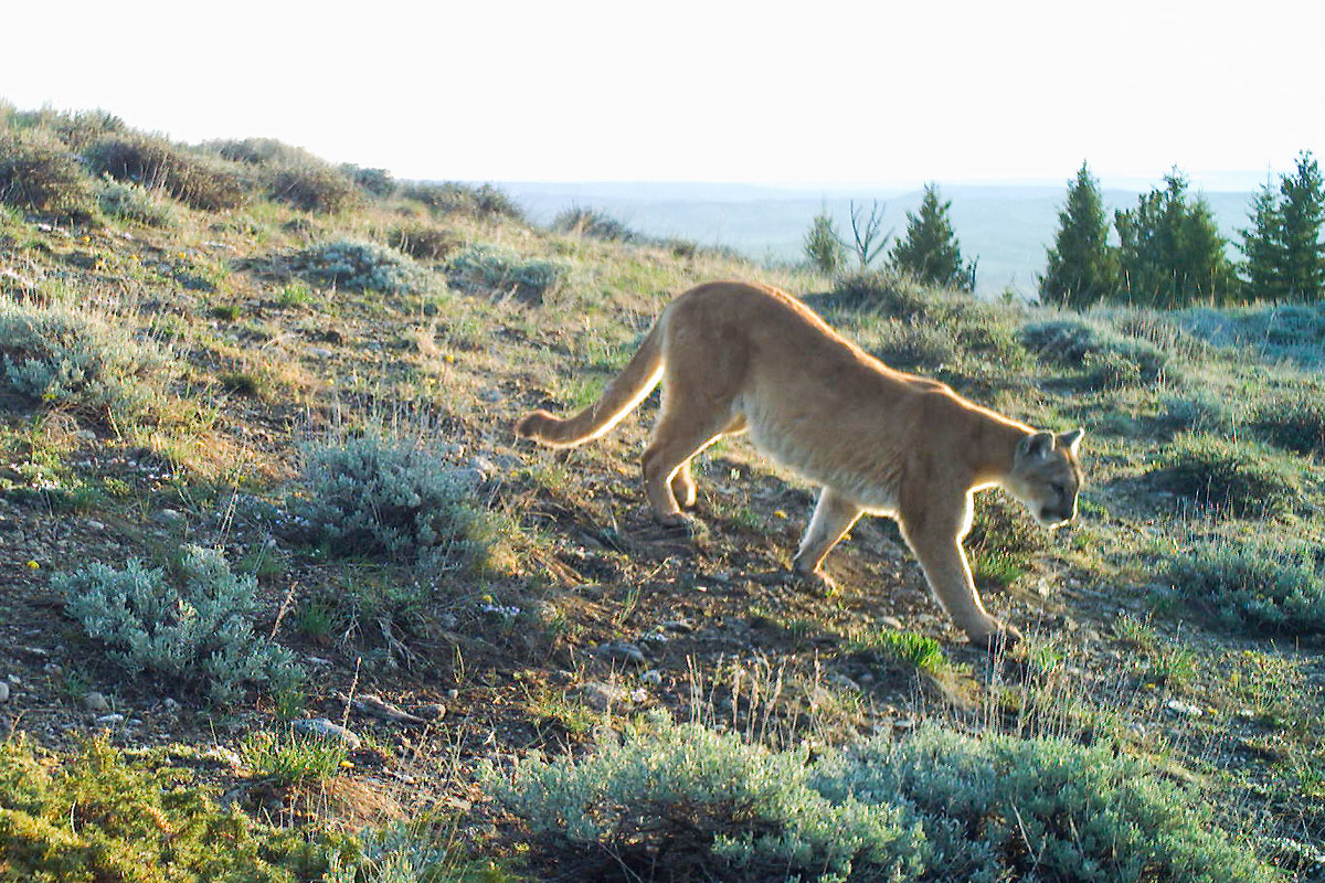 Mountain Lion near Luther, MT, 2020.  Cropped version, next image is uncropped.  Click for next photo.