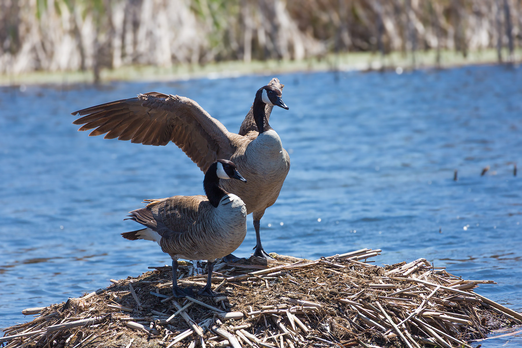 Geese, Sioux Falls, SD.  Click for next photo.