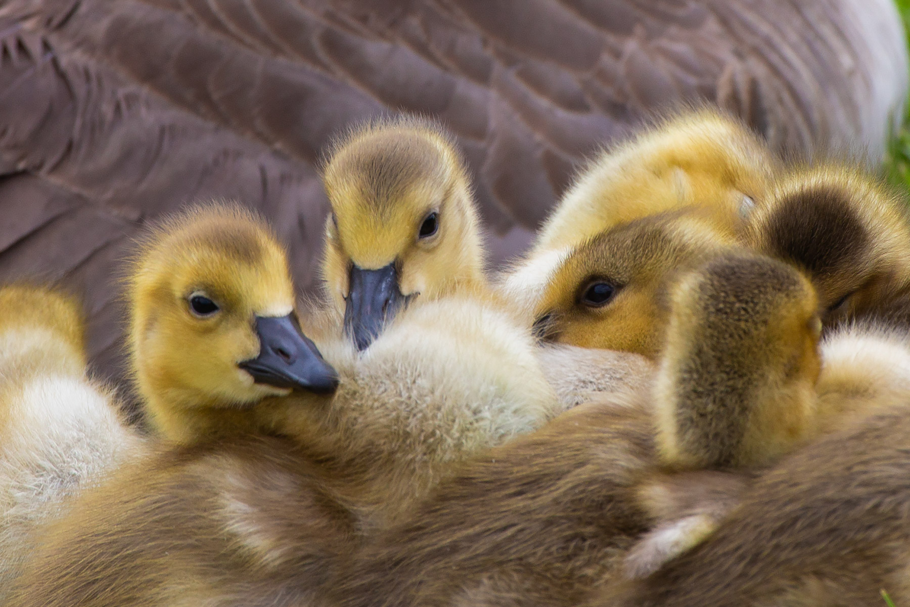 A pile of Canada geese goslings, Sioux Falls, SD.  Click for next photo.