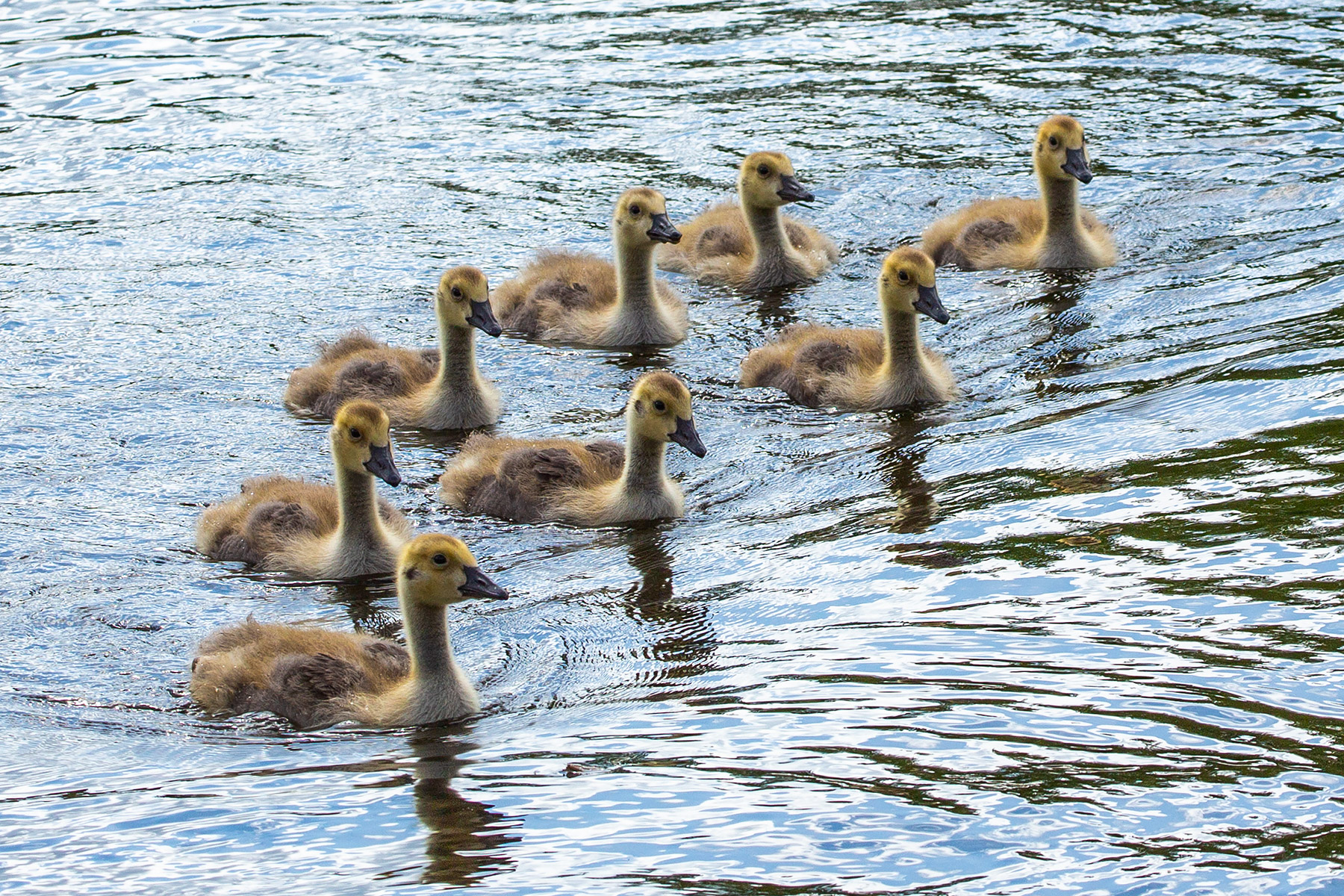 Canada geese goslings go for a swim, Sioux Falls, SD.  Click for next photo.