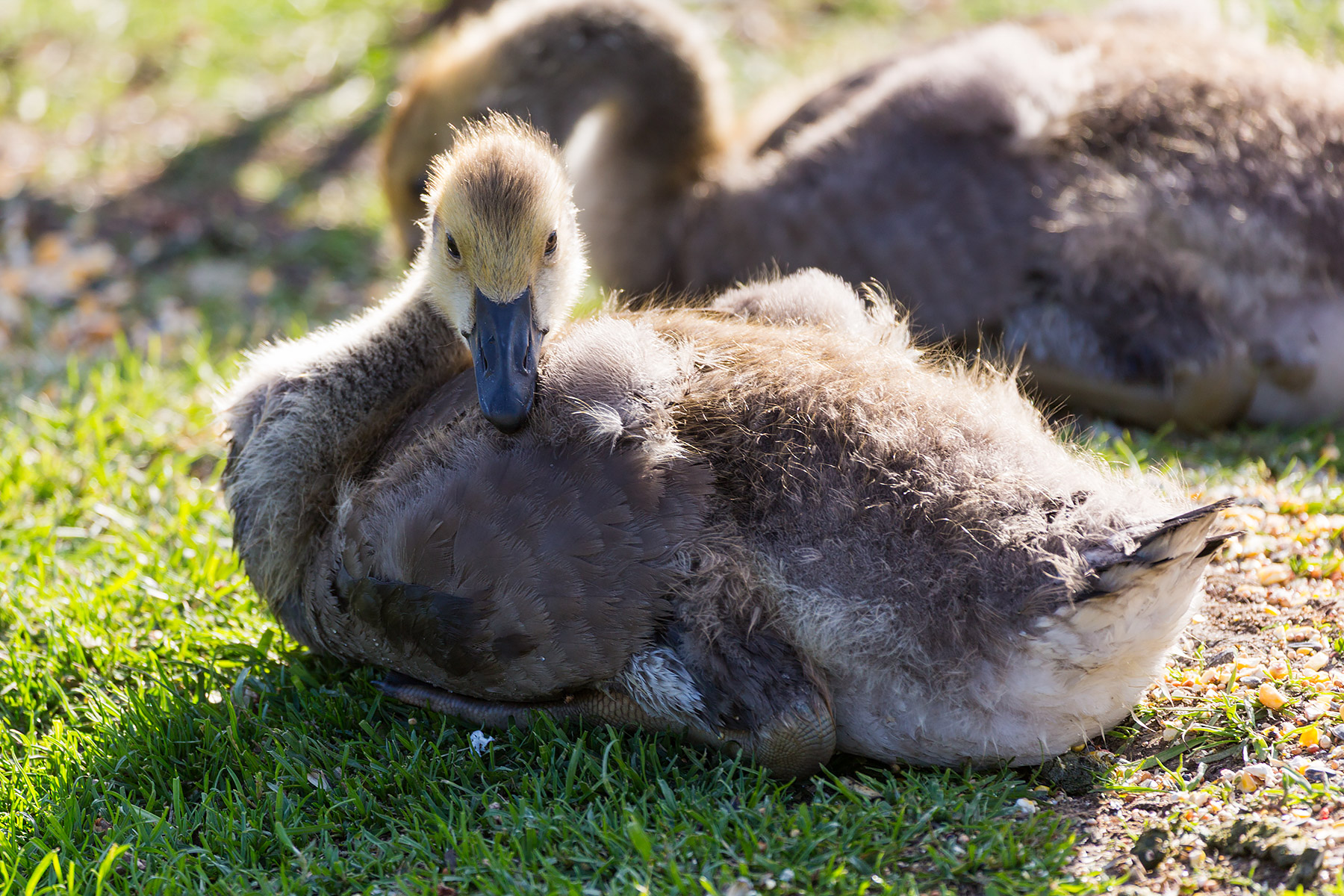 Canada geese gosling getting big, Sioux Falls, SD.  Click for next photo.