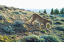 Mountain Lion near Luther, MT, 2020.  Cropped version, next image is uncropped.