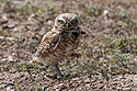 Burrowing Owl, Badlands National Park, summer 2020.