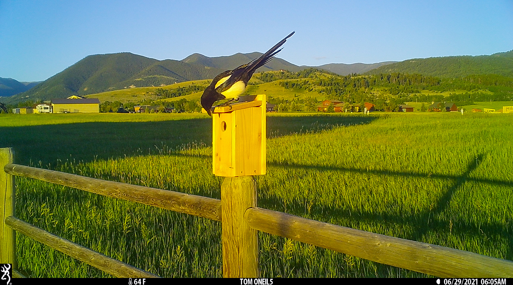 Magpie checking out bluebird box, Red Lodge, MT.  Click for next photo.