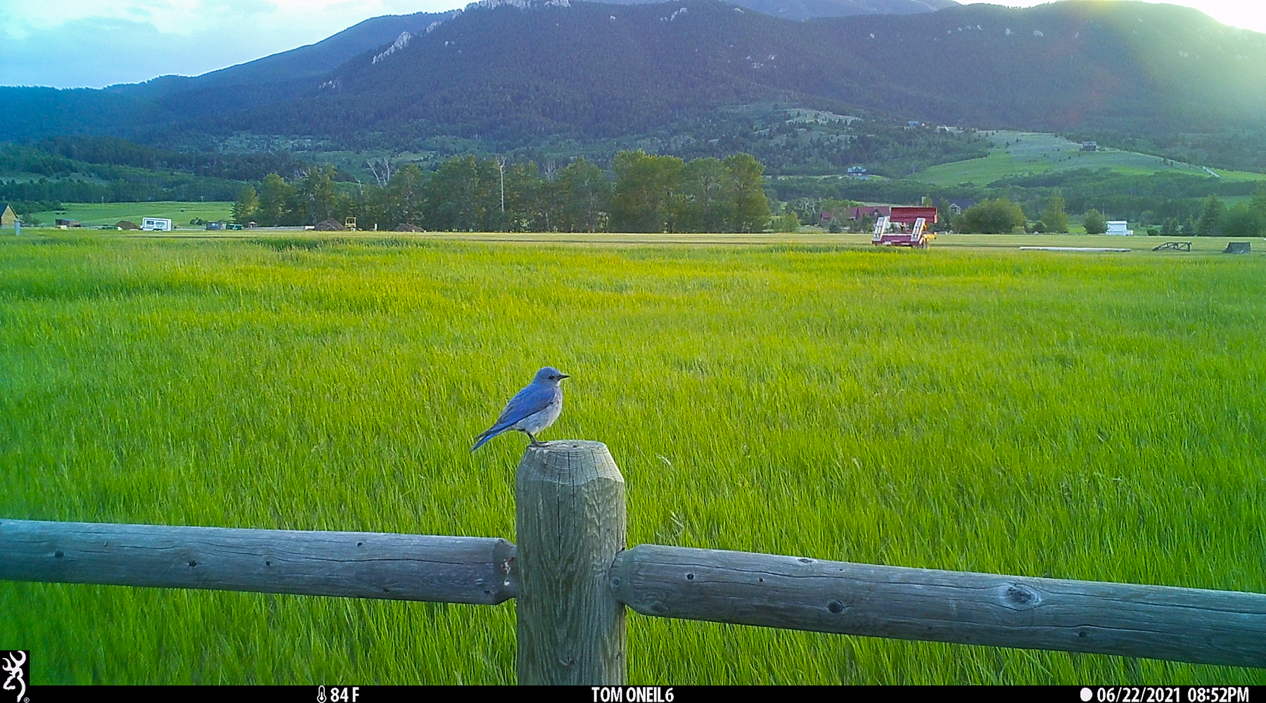Mountain Bluebird, Red Lodge, MT.  Click for next photo.