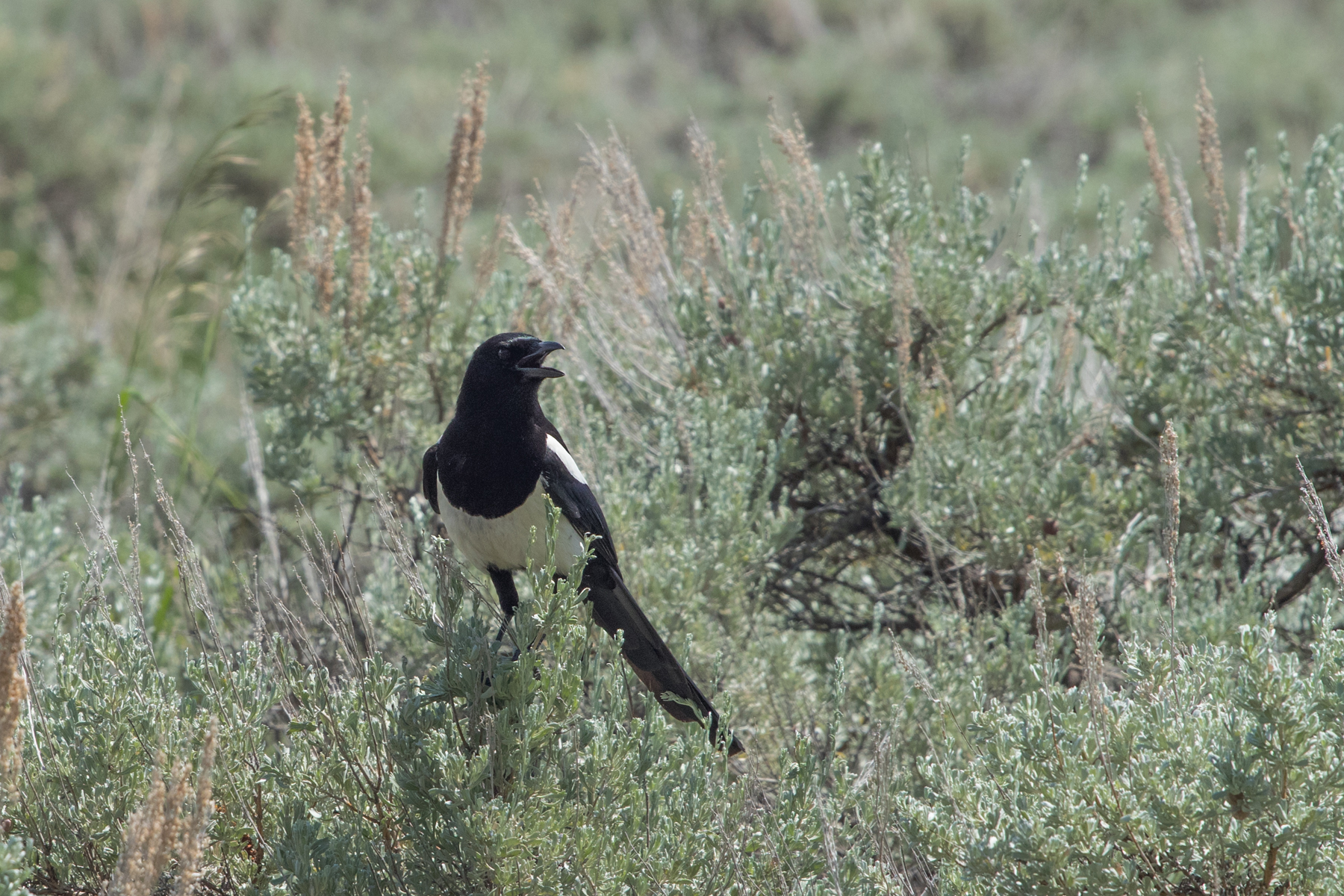 Magpie, Red Lodge, Montana.  Click for next photo.