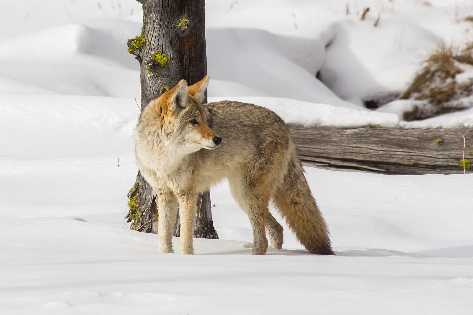 Coyote, January 2021.  Click for next photo.