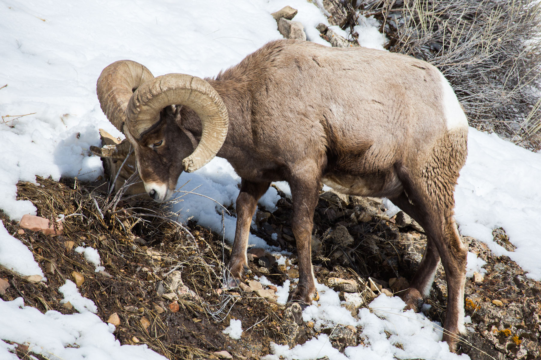 Bighorn, Lamar Valley, Yellowstone.  Click for next photo.