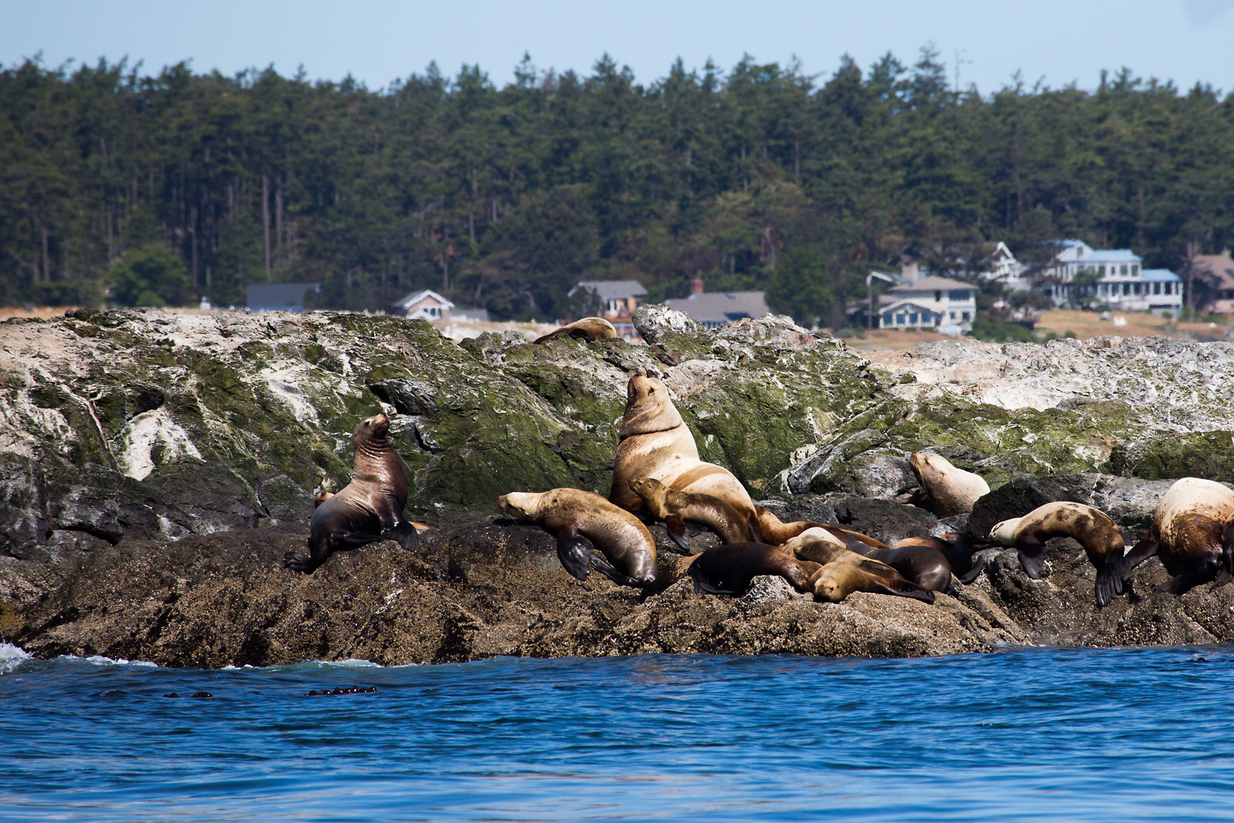 Sea lions, Puget Sound, Washington.  Click for next photo.