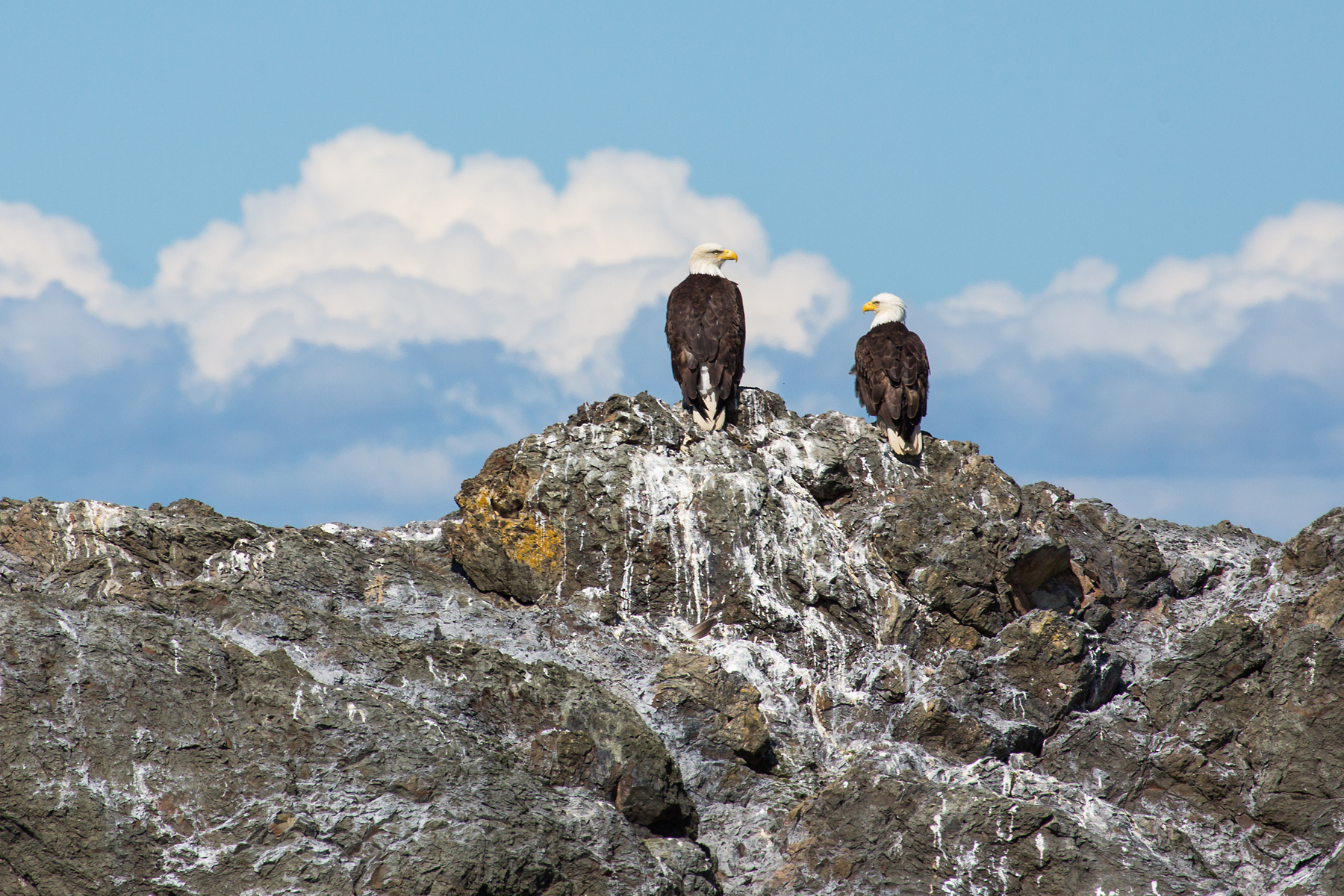 Bald eagles, Puget Sound, Washington, May 2021.  Click for next photo.