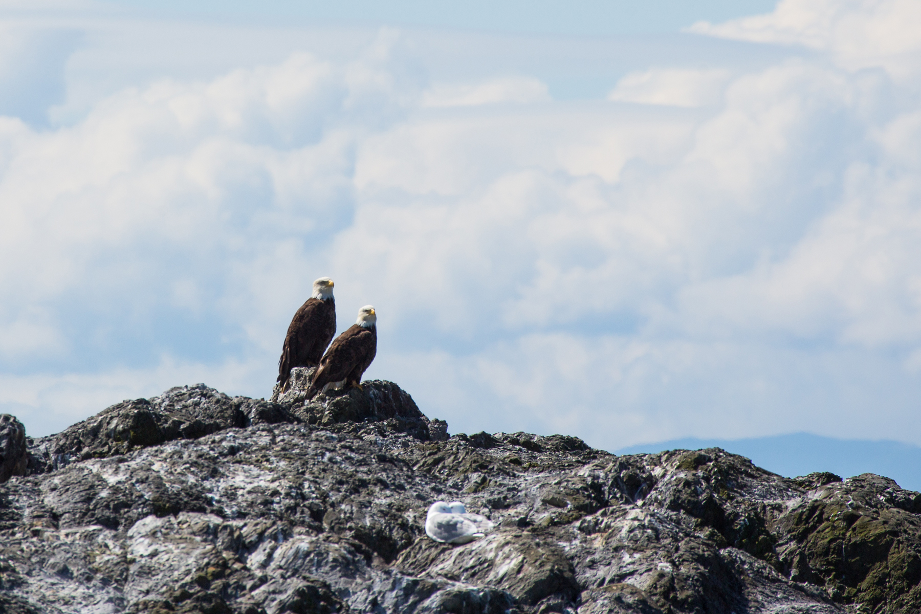 Bald eagles, Puget Sound, Washington, May 2021.  Click for next photo.