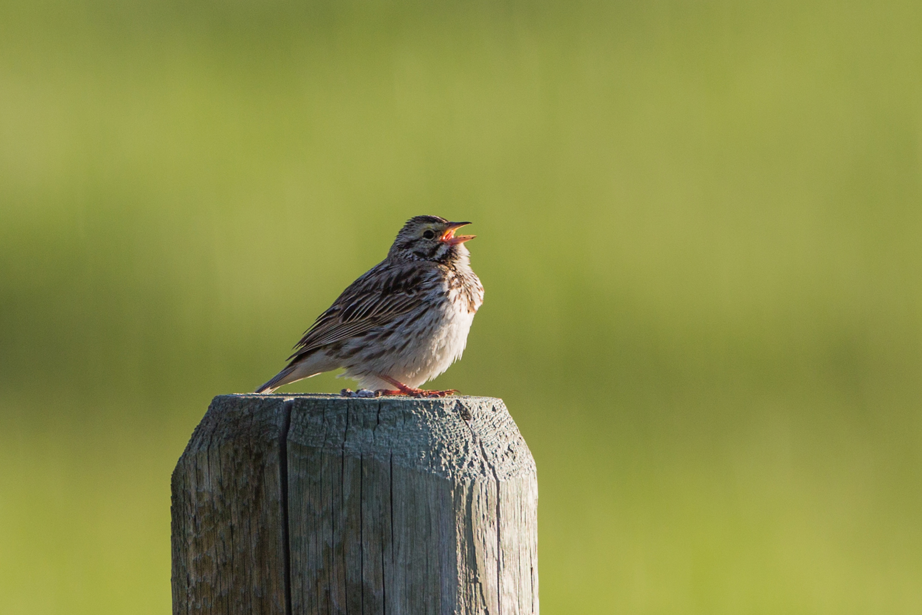Little brown bird, Red Lodge, Montana, June 2021.  Click for next photo.