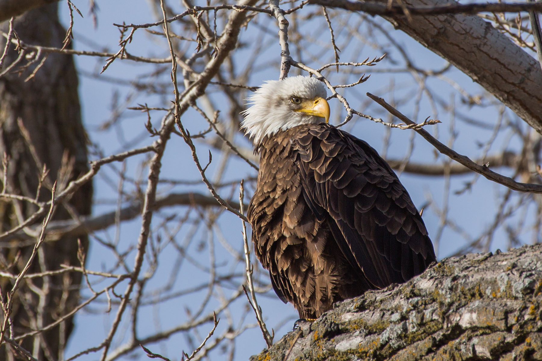 Bald eagle, Loess Bluffs NWR, Missouri, November 2021.  Click for next photo.