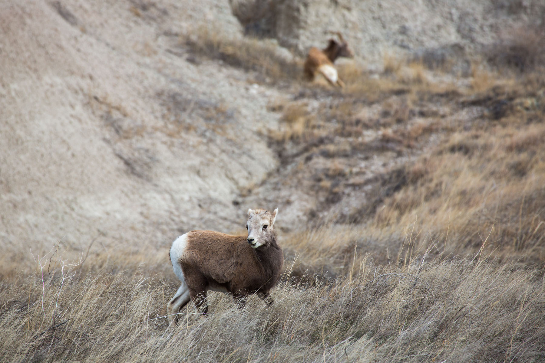 Bighorn lamb, Badlands National Park, South Dakota.  Click for next photo.