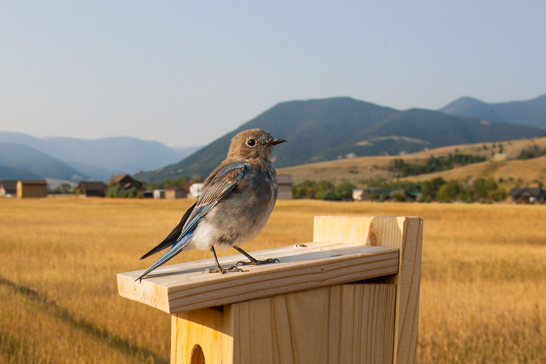 Mountain Bluebird, Red Lodge, MT, 2021.  Click for next photo.