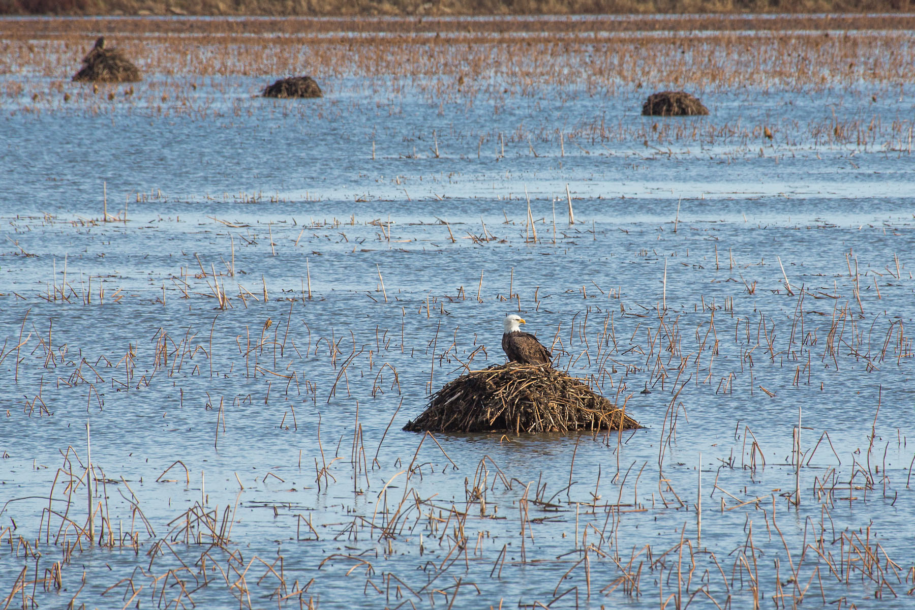 Bald eagle on a muskrat hut, Loess Bluffs NWR, Missouri.  Click for next photo.