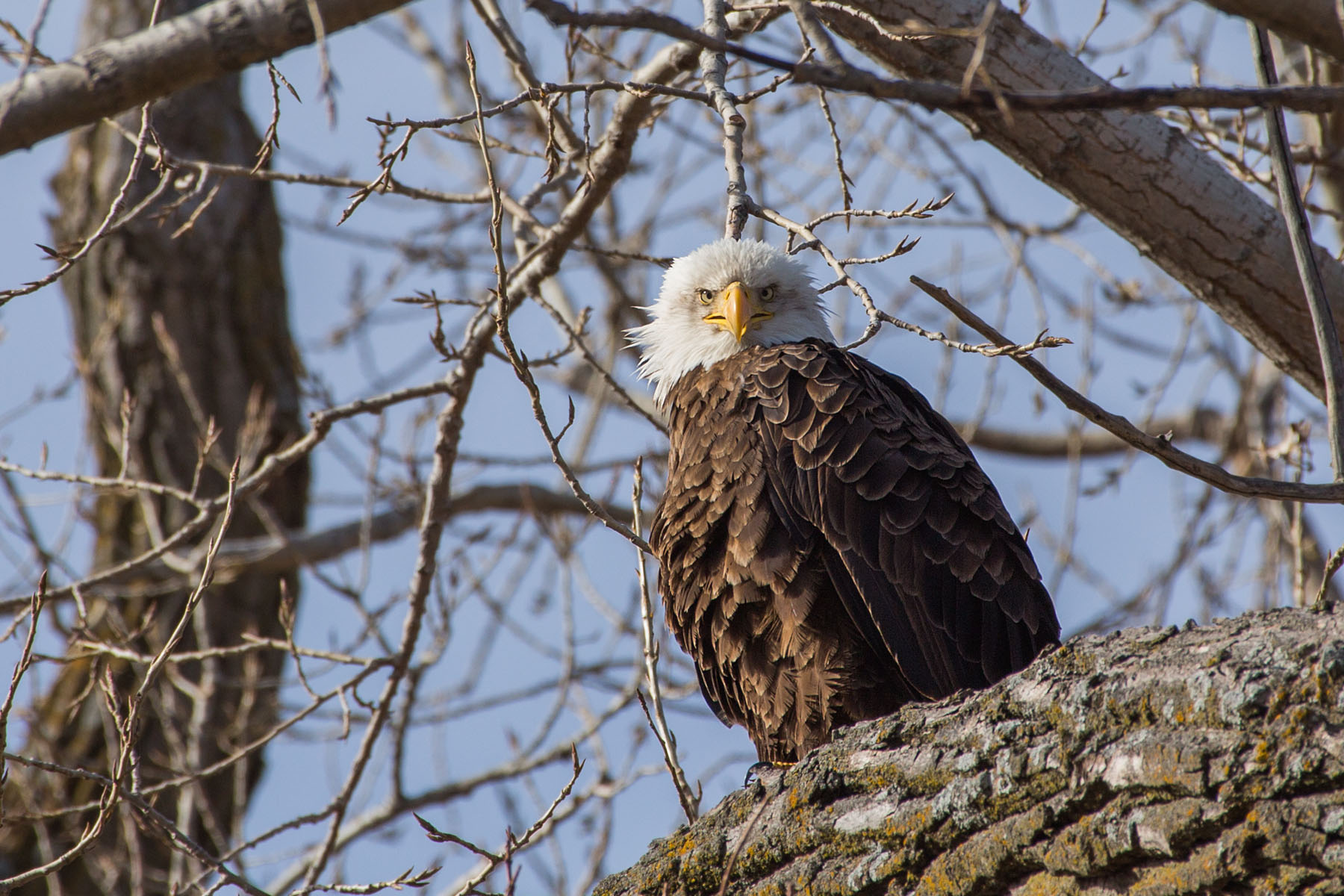 Bald eagle, Loess Bluffs NWR, Missouri.  Click for next photo.